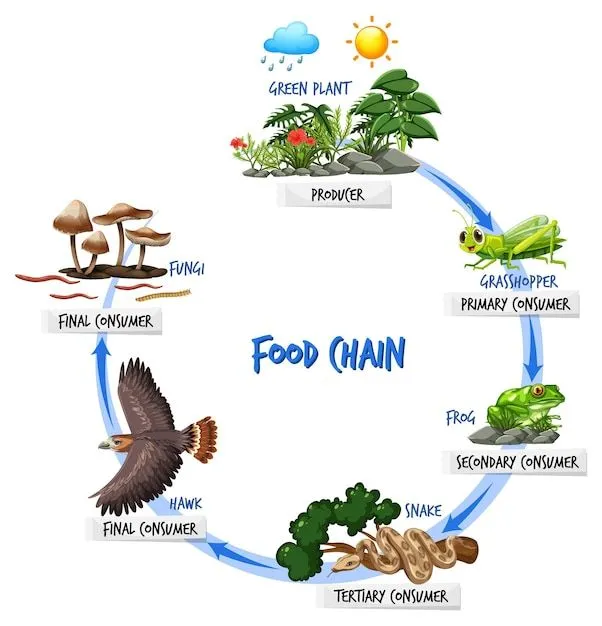 Imágenes de Cadena Alimentaria - Descarga gratuita en Freepik