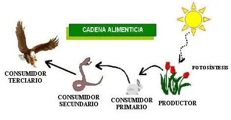 Imágenes de una cadena alimenticia - Imagui