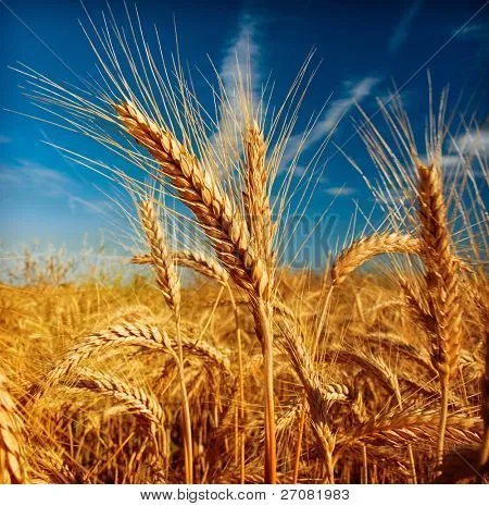 Imágenes de Campo Del Trigo, fotos stock e ilustraciones | Bigstock
