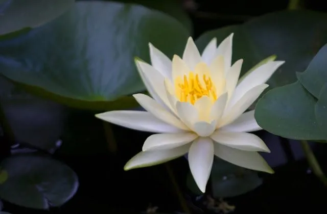 Imágenes de Gran Canaria - Continente en Miniatura: Flor de Loto ...