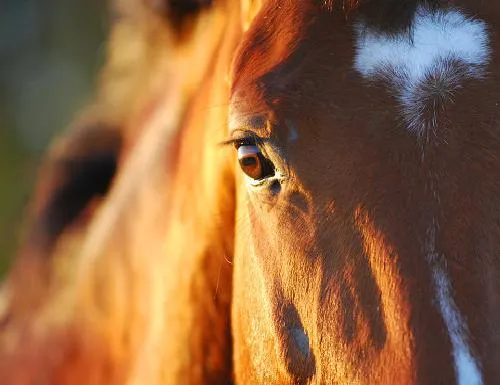 Los Caballos: La visión de los caballos