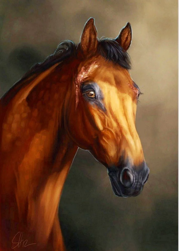 Imagenes de caras de caballos - Imagui