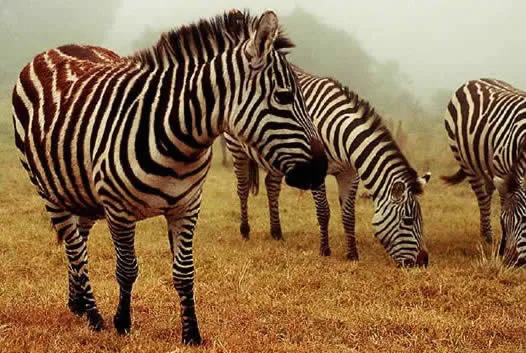 Cebra O Zebra