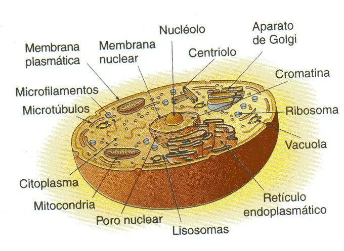 Imagenes de celul eucariota - Imagui