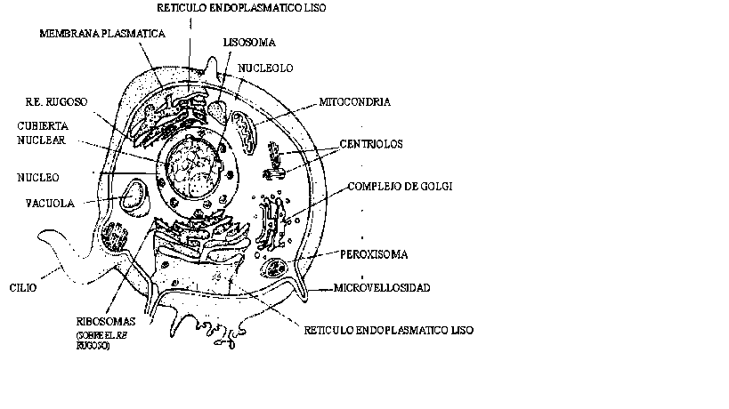 Imagenes de la celula animal para dibujar - Imagui