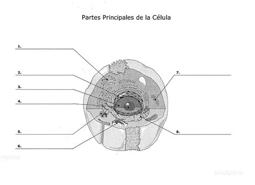 Imagenes de celula sin nombres - Imagui