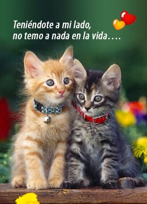 Imagenes para celular con frases de amor y divertidas | Imagenes ...