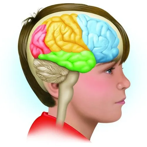 Imagenes del cerebro humano para niños - Imagui