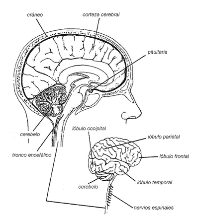 Esquema de cerebro sin nombres - Imagui