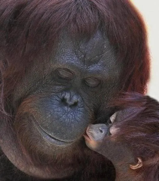 Orangutanes bebés tiernos - Imagui