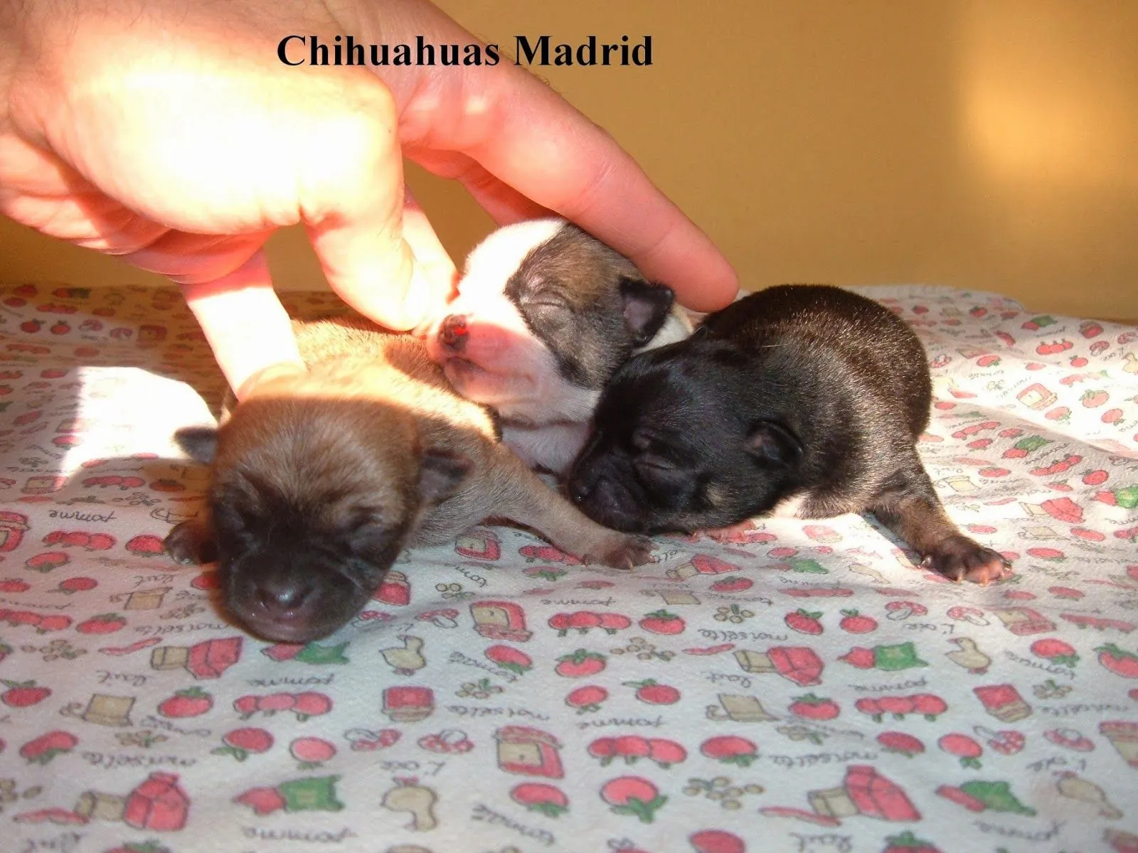 Fotos de chihuahuas recien nacidos - Imagui