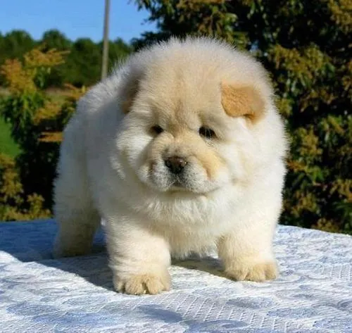 chow chow on Tumblr