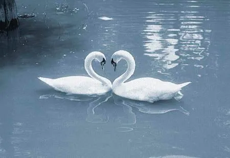 Imagenes de cisnes enamorados - Imagui