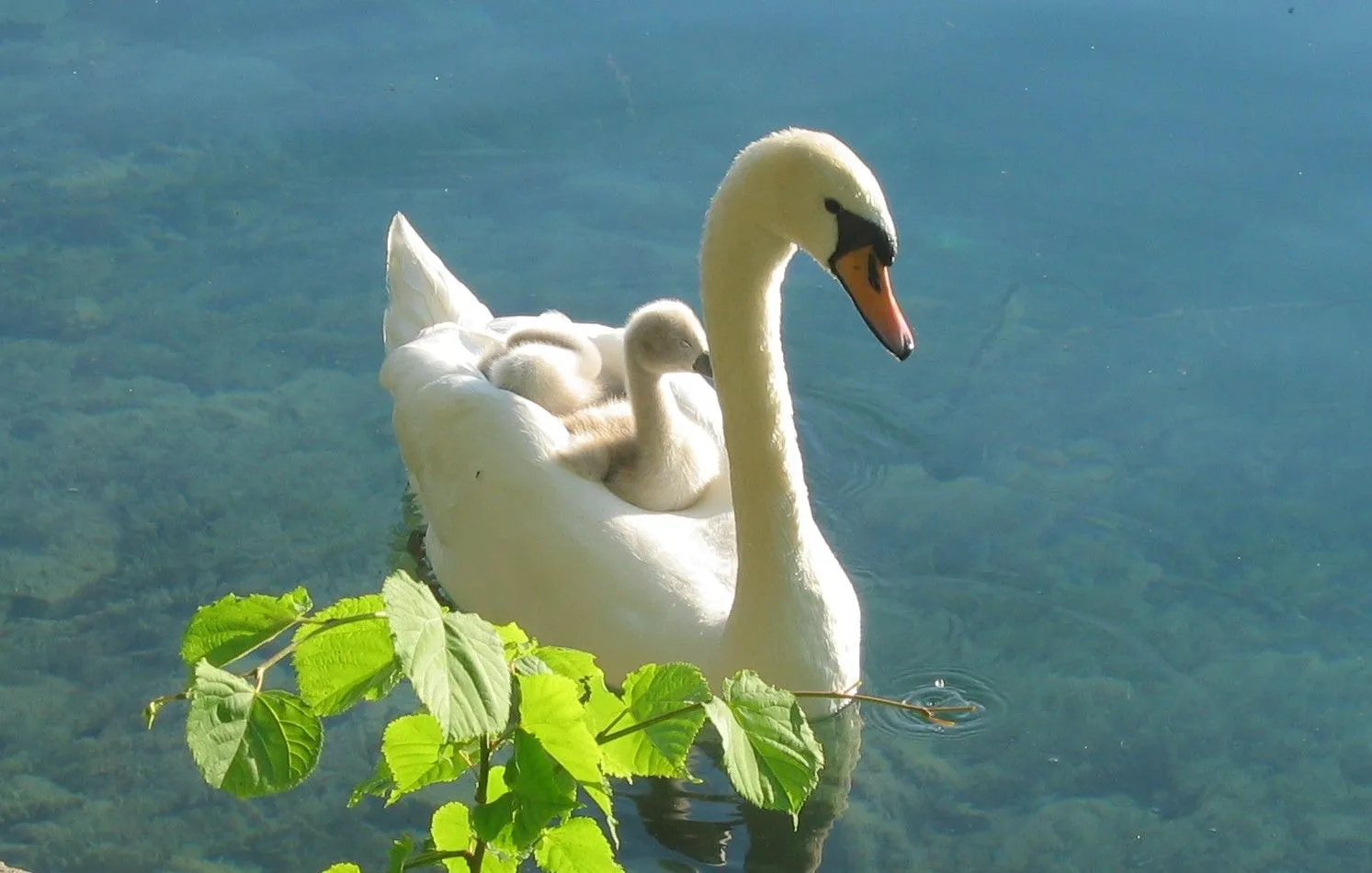 Imagenes de Cisnes - Taringa!