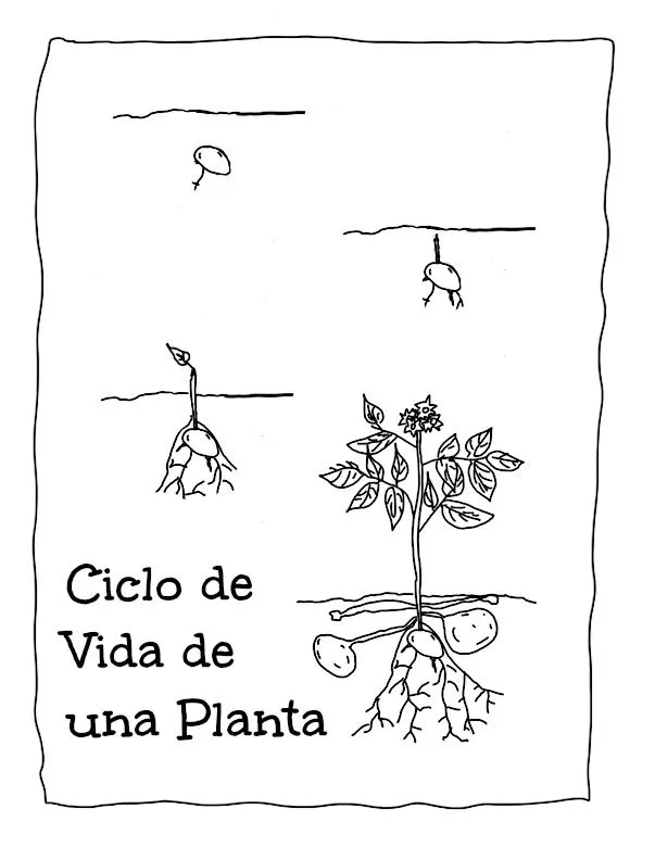 Dibujos del ciclo de vida de la planta para pintar - Imagui
