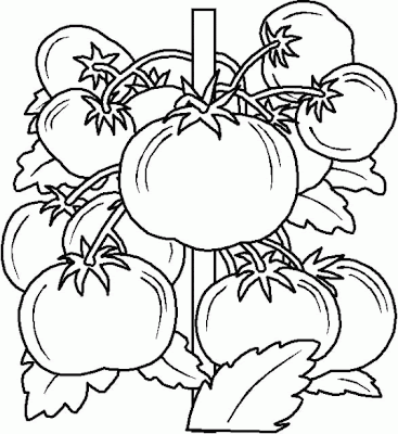 Imagenes para colorear: Dibujo de la planta de Jitomates para colorear