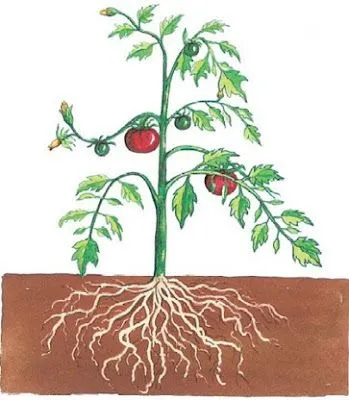 Partes de las plantas y sus funciones para colorear - Imagui