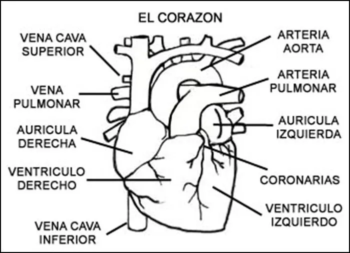 Imagenes del corazon humano y sus partes para colorear - Imagui