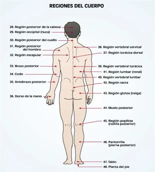 Imagen de las partes del cuerpo humano - Imagui