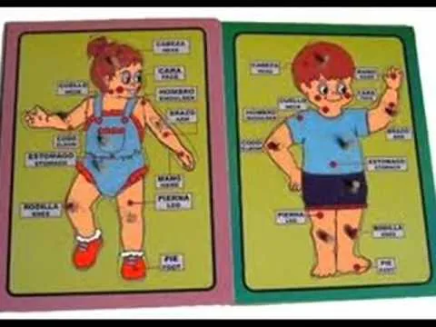 Cuerpo humano señalando sus partes en ingles - Imagui