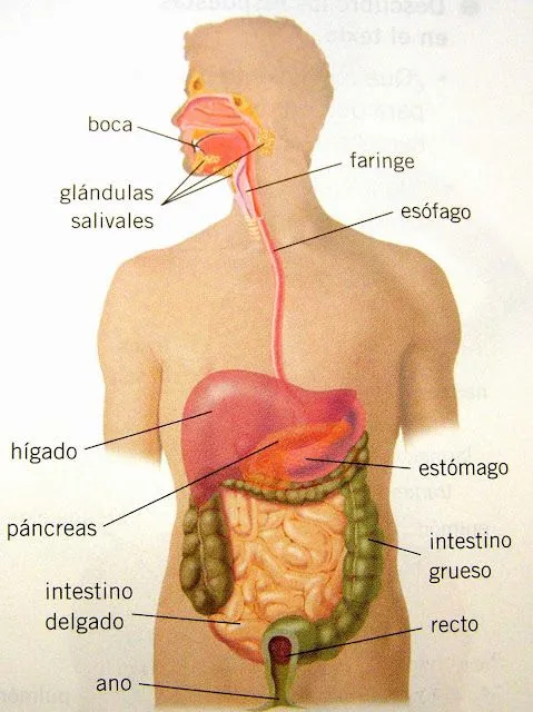 Imagenes del cuerpo por dentro - Imagui