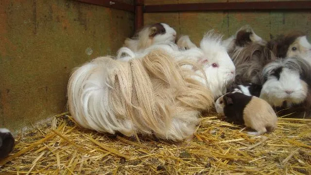 Imágenes de CUYOS PERUANOS DE ANGORA en Gustavo A. Madero