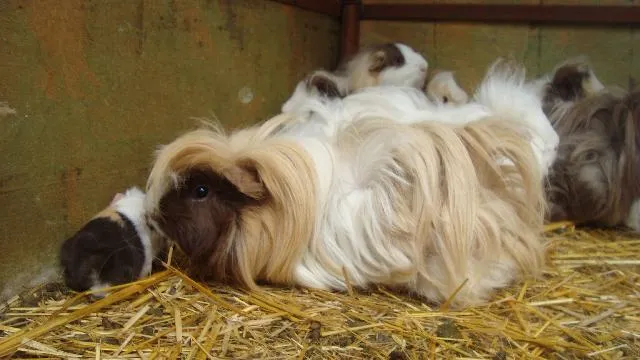 Imágenes de CUYOS PERUANOS DE ANGORA en Gustavo A. Madero