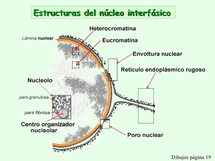 imagenes-de-citologia-el- ...