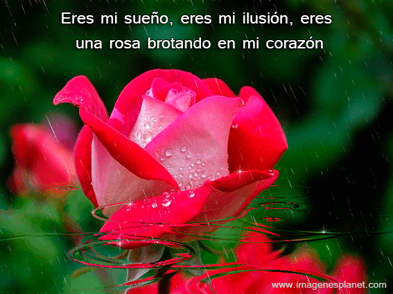 Imagenes-de-rosas-bonitas-con- ...