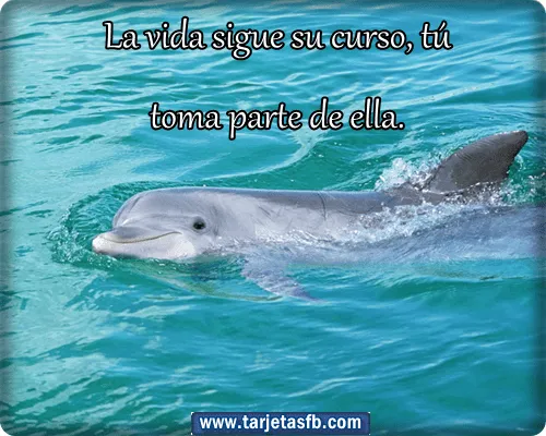 Imagenes de delfines con frases de amor - Imagui