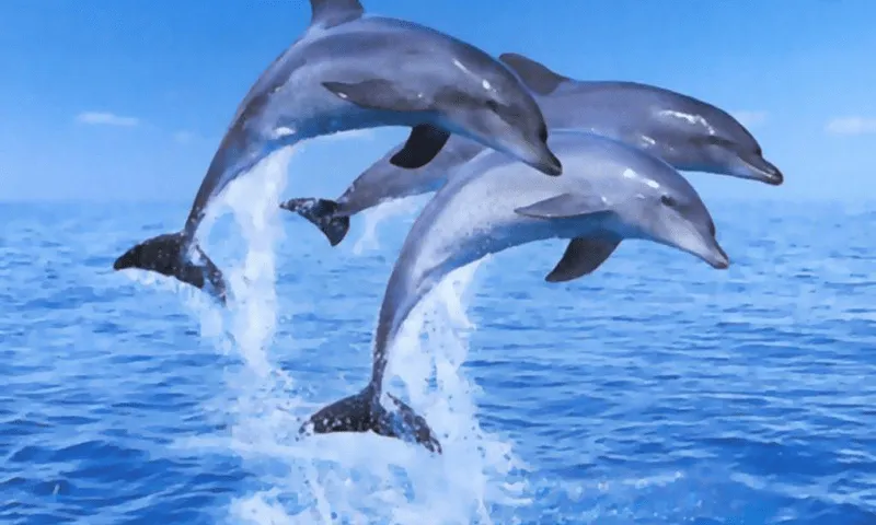 Fondos De Pantalla De Delfines - Aplicaciones Android en Google Play