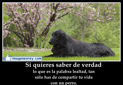 Imagenes Desmotivaciones con Frases: Imágenes con frases a los ...