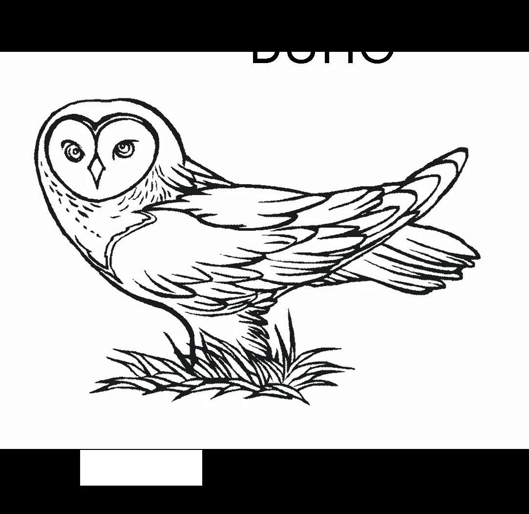 Imagenes para dibujar en Ingles y español: Animales del Bosque ...