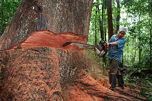 IMAGENES Y DIBUJOS: FOTO DE TALA DE ARBOLES