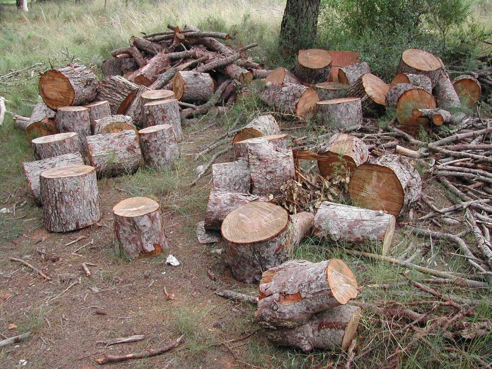 IMAGENES Y DIBUJOS: FOTO DE TALA DE ARBOLES