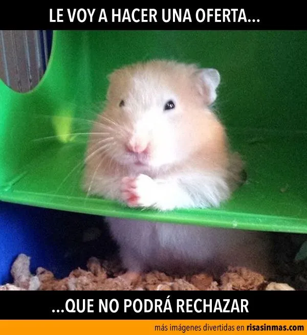 Imágenes divertidas de Hamsters