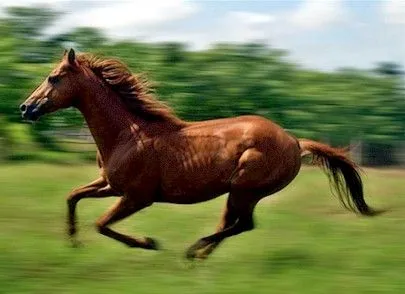 Imagenes Equinas - Caballos: Imagenes de Caballos 01-