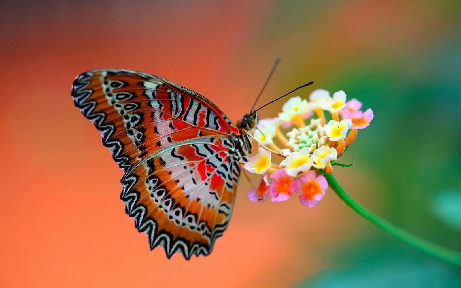 IMÁGENES ESPECTACULARES.: LAS MARIPOSAS MÁS BELLAS.