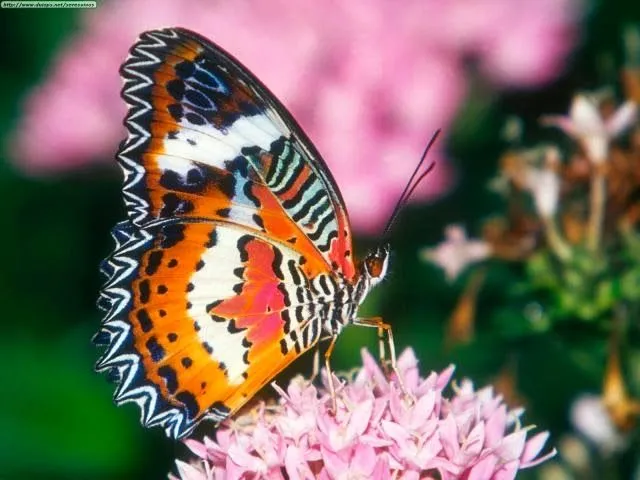 IMÁGENES ESPECTACULARES.: LAS MARIPOSAS MÁS BELLAS.