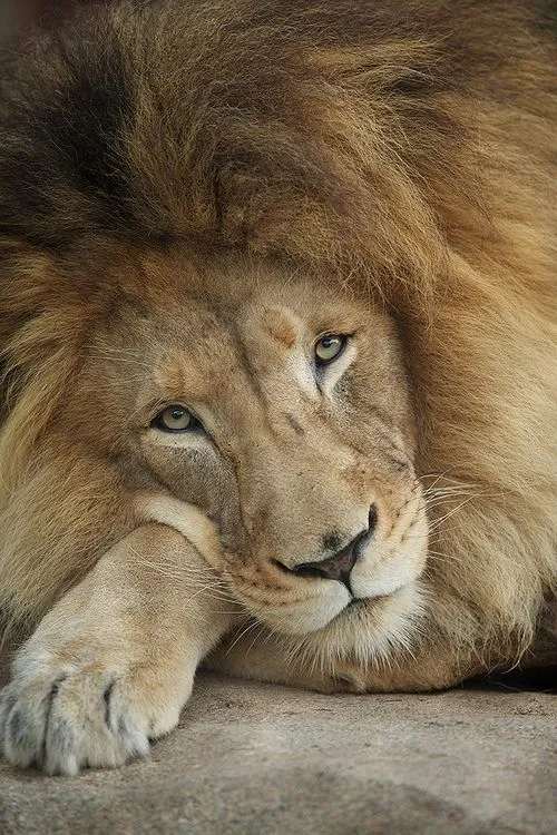 IMÁGENES ESPECTACULARES.: MEJORES IMÁGENES DE LEONES.