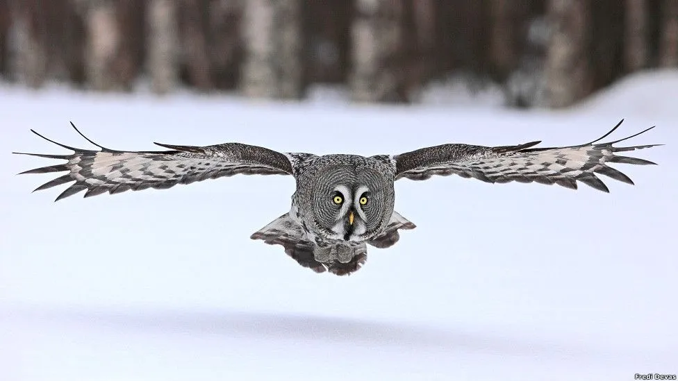 Imágenes espectaculares de la vida en el hielo captadas por la BBC ...