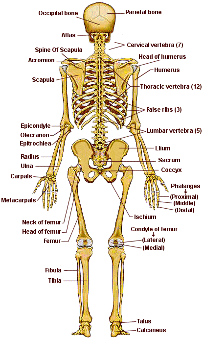 Imagenes del sistema oseo humano - Imagui