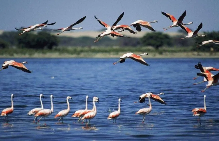 IMAGENES ETHEL: IMAGEN DE LA FLORA Y FAUNA DEL PERU, SELVA Y COSTA