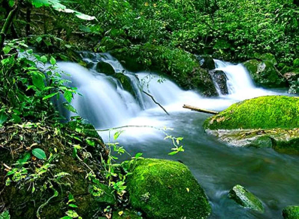 IMAGENES ETHEL: IMAGEN DE LA FLORA Y FAUNA DEL PERU, SELVA Y COSTA