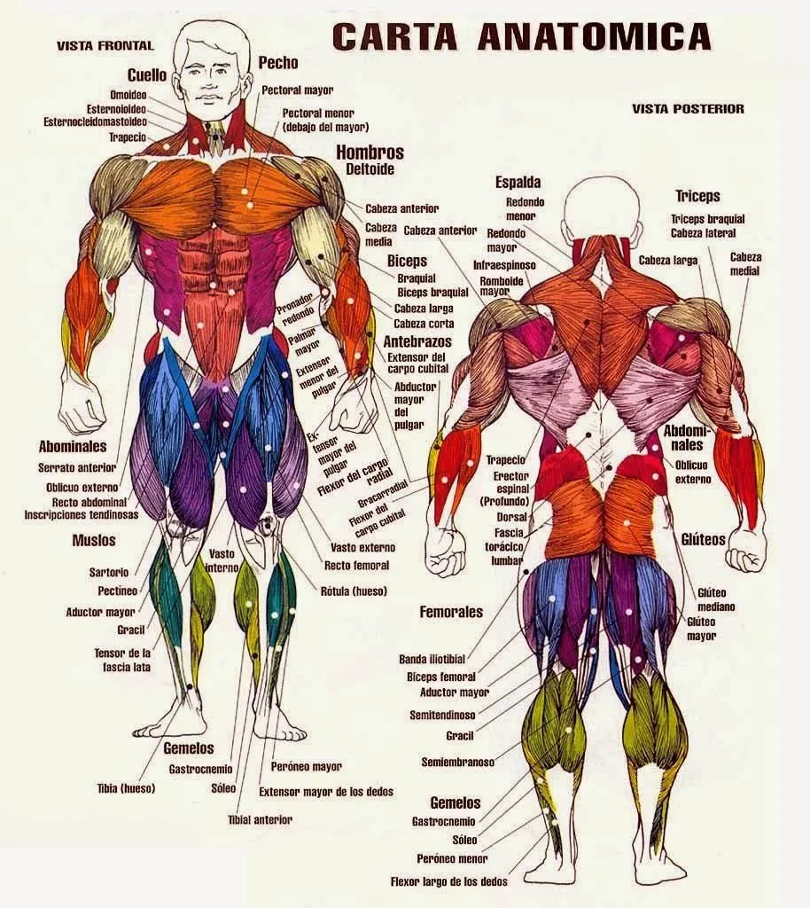 IMAGENES ETHEL: IMÁGENES DEL CUERPO HUMANO SUS NOMBRES SUS ...