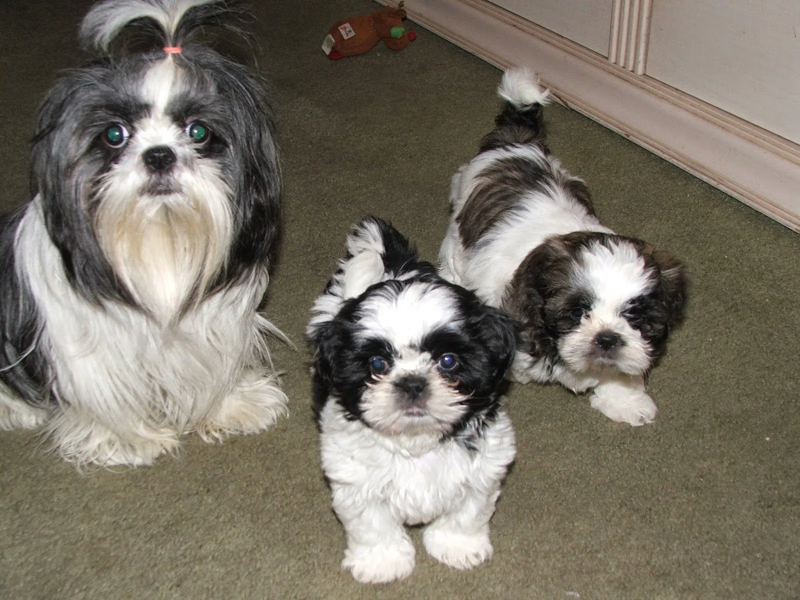 IMAGENES ETHEL: IMAGENES DE PERROS DE RAZA PEQUEÑA Y LA RAZA COLLIE