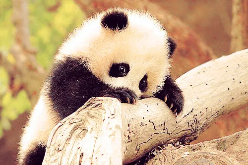 Imagenes everywhere: Ositos panda