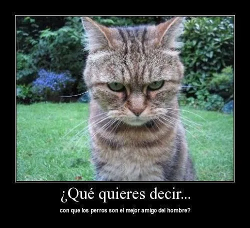 imagenes de mi face: los gatos en Facebook