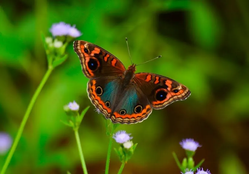 Hasta hoy pude fotografiar a esta linda mariposa | Banco de Imagenes