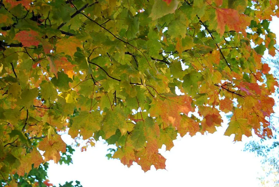 IMAGENES PARA FACEBOOK: Hojas de Maple en otoño (Fondos para pc y ...